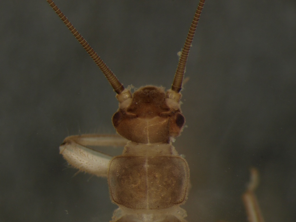 Nemoura avicularis